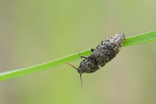Mausgrauer Schnellkäfer   Agrypnus murinus           ( Sachsen - Anhalt April 2025 )      