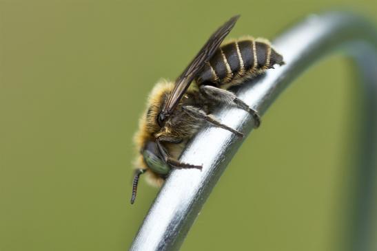 noch nicht bestimmt       ev. Mohn - Mauerbiene  Osmia papaveris ???     ( Sachsen - Anhalt  Juli   2021 )       