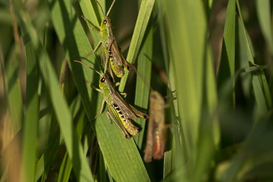Gemeiner Grashüpfer     Pseudochorthippus parallelus         ( Sachsen-Anhalt Juli 2023 )  