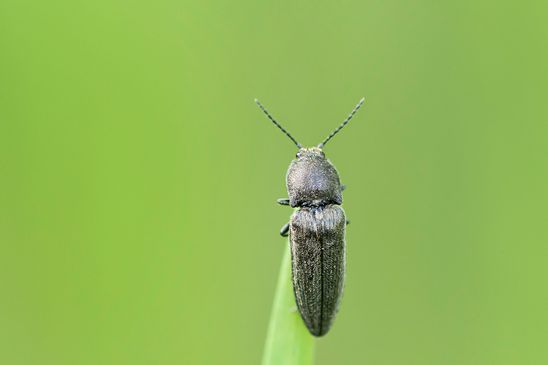 Schnellkäfer, kein deutscher Name bekannt        Cidnopus aeruginosus             ( Sachsen-Anhalt April 2025 )