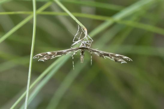  Federmotte     Capperia britanniodactylus    ( Sachsen-Anhalt Juli 2020 )