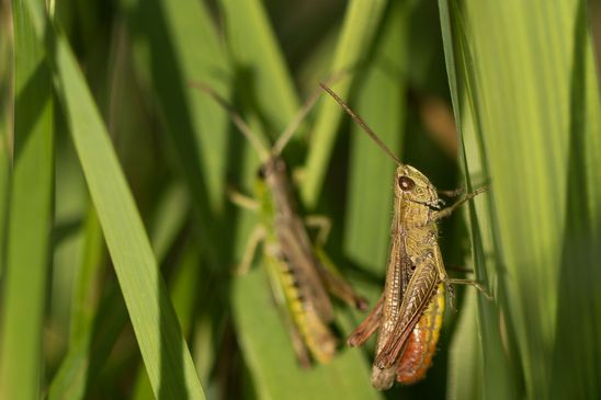   Wiesengrashüpfer       Chorthippus  dorsatus           ( Sachsen-Anhalt Juli 2023 )  