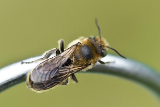 noch nicht bestimmt      ev. Mohn - Mauerbiene  Osmia papaveris ???     ( Sachsen - Anhalt  Juli   2021 )       