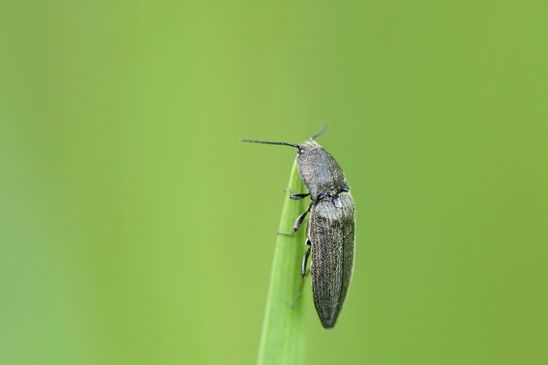 Schnellkäfer, kein deutscher Name bekannt        Cidnopus aeruginosus             ( Sachsen-Anhalt April 2025 )
