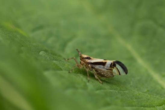 Bunte Schilfspornzikade      Delphax crassicornis        ( Sachsen - Anhalt Juli 2023 )