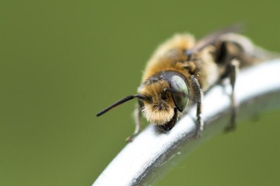 noch nicht bestimmt        ev. Mohn - Mauerbiene  Osmia papaveris ???     ( Sachsen - Anhalt  Juli   2021 )       