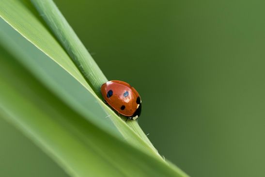  Siebenpunkt Marienkäfer     Coccinella septempunctata      ( Sachsen-Anhalt Juli 2023 )