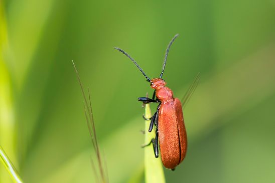 Rotköpfiger Feuerkäfer         Pyrochroa serraticornis            ( Sachsen-Anhalt April 2025 )  