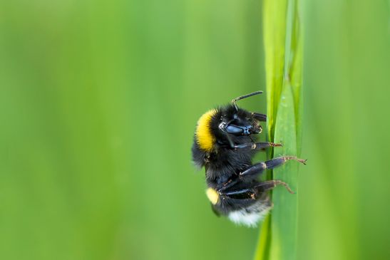 noch unbestimmt         ( Sachsen - Anhalt  April 2025 )