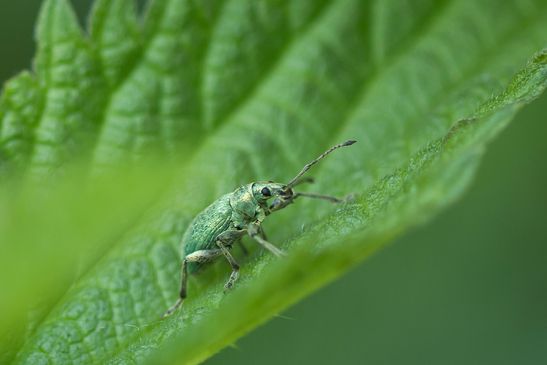 noch unbestimmt          ev.  Nessel - Blattrüssler oder Brennnessel - Grünrüssler     Phyllobius pomaceus      ( Sachsen April  2025 )
