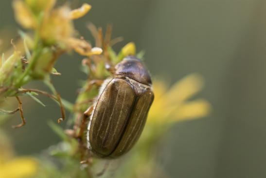 Junikäfer      Amphimallon solstitialis      ( Sachsen - Anhalt Juli 2020 ) 