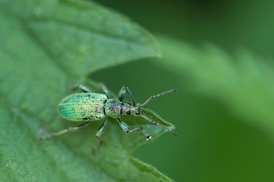 noch unbestimmt     ev.    Nessel - Blattrüssler oder Brennnessel - Grünrüssler     Phyllobius pomaceus            ( Sachsen April  2025 )