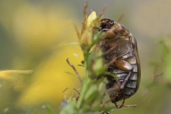 Junikäfer      Amphimallon solstitialis      ( Sachsen - Anhalt Juli 2020 ) 