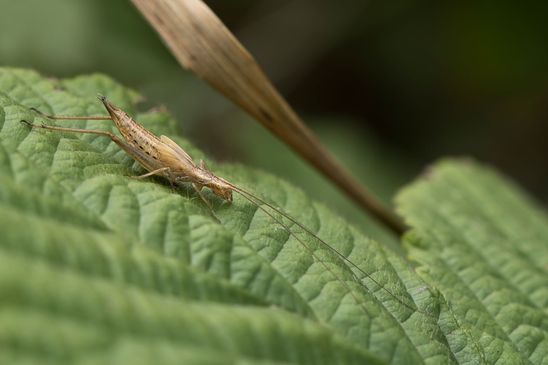Weinhähnchen       Oecanthus pellucens       ( Sachsen - Anhalt  Juli  2023 )