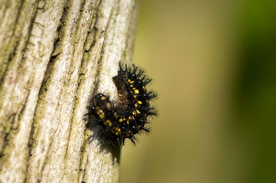 Raupe   Maivogel - Scheckenfalter        Euphydria maturna           ( Sachsen - Anhalt  April  2025 )