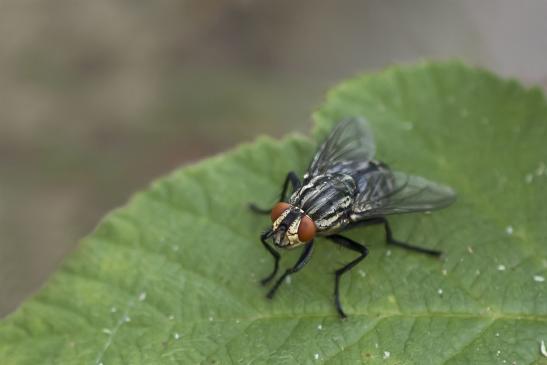 Graue Fleischfliege      Sarcophaga carnaria         ( Sachsen-Anhalt Juli 2020 )