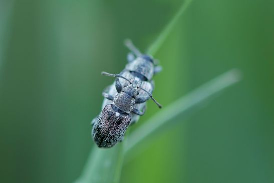 noch nicht bestimmt          Phyllobius  sp.???         ( Sachsen - Anhalt  April 2025 )