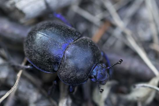 Frühlingsmistkäfer      Geotrupes vernalis       ( Sachsen - Anhalt Juli 2020 )   