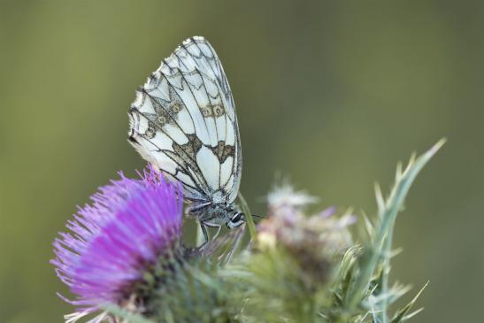 Schachbrett     Melanargia galathea     ( Sachsen-Anhalt Juli 2020 )