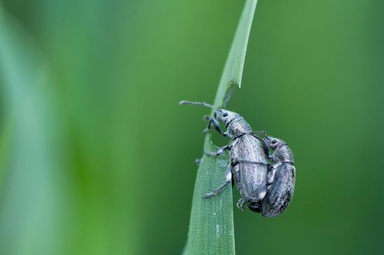 noch nicht bestimmt          Phyllobius  sp.???       ( Sachsen - Anhalt  April 2025 )