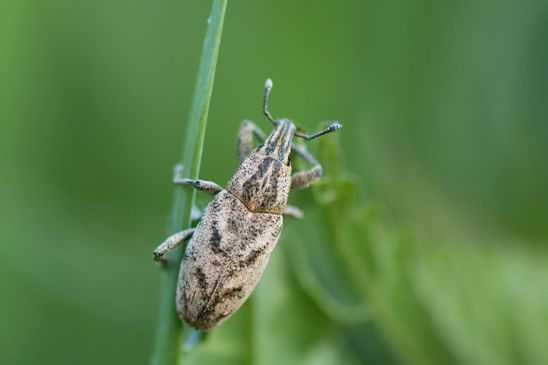 Distelgallenrüssler       Cleonis pigra        ( Sachsen - Anhalt  April 2025 )