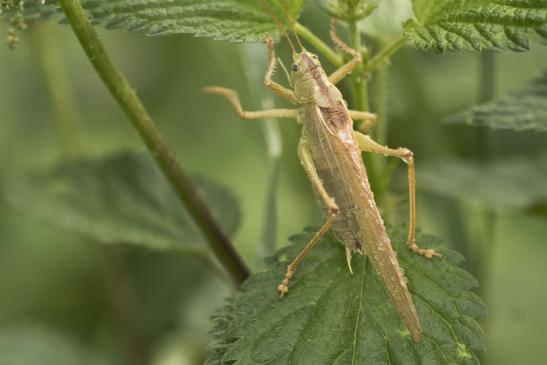 Grünes Heupferd     männlich    gelbe Farbvariante     Tettigonia viridissima  ( Sachsen-Anhalt Juli 2021 )