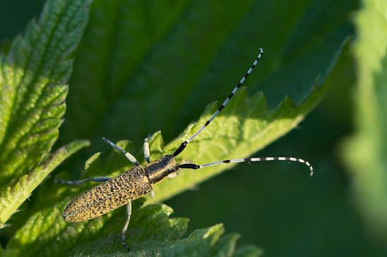 Scheckhorn - Distelbock        Agapanthia villosoviridescens         ( Sachsen - Anhalt  April 2025 )