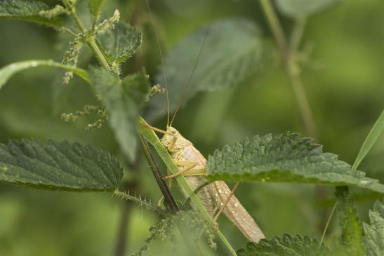 Grünes Heupferd     männlich    gelbe Farbvariante     Tettigonia viridissima  ( Sachsen-Anhalt Juli 2021 )