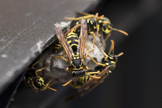 Haus-Feldwespe, Gallische - oder Französische Feldwespe      Polistes dominula      ( Sachsen - Anhalt Juli 2020 )   