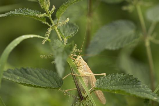 Grünes Heupferd     männlich    gelbe Farbvariante     Tettigonia viridissima  ( Sachsen-Anhalt Juli 2021 )