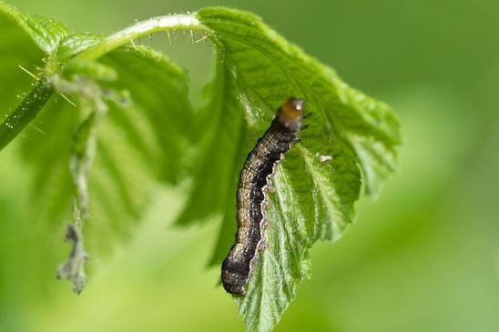Zweifleck - Kätzcheneule        Orthosia munda          ( Sachsen - Anhalt Mai 2025 )      