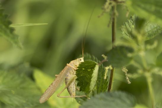 Grünes Heupferd     männlich    gelbe Farbvariante     Tettigonia viridissima  ( Sachsen-Anhalt Juli 2021 )