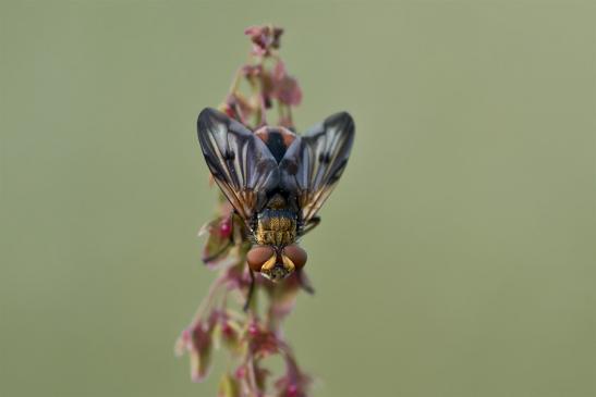 Vermutlich Breitflügelige Raupenfliege     Ectophasia crassipennis      ( Sachsen-Anhalt Juli 2020 )