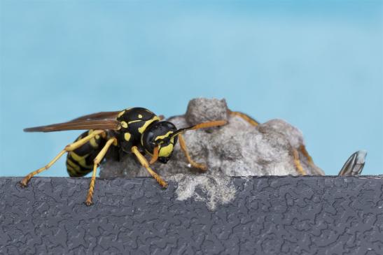 Haus-Feldwespe, Gallische - oder Französische Feldwespe      Polistes dominula      ( Sachsen - Anhalt Juli 2020 )   