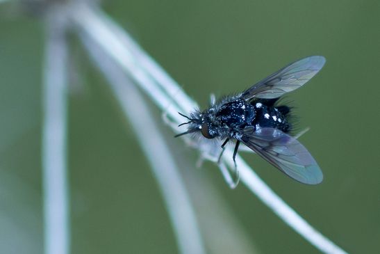 Schwarzer Wollschweber         Bombylella atra           ( Sachsen - Anhalt Mai  2026 )   