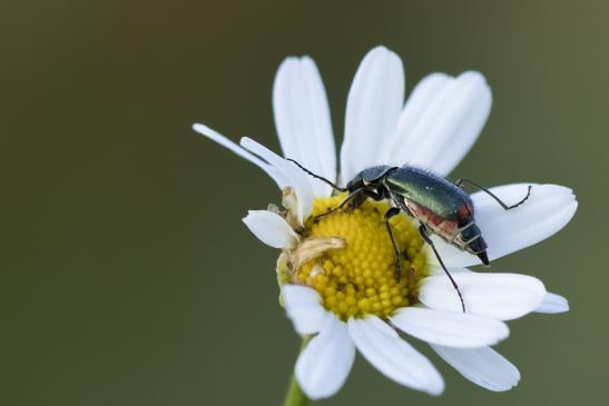 Zweifleckiger Zipfelkäfer    Malachius bipustulatus      ( Sachsen-Anhalt Juni 2020 )       