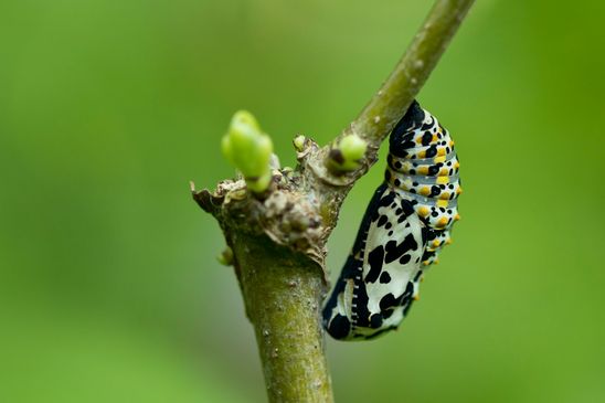 Puppe  Maivogel - Scheckenfalter        Euphydria maturna           ( Sachsen - Anhalt  Mai  2025 )
