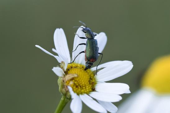 Zweifleckiger Zipfelkäfer    Malachius bipustulatus      ( Sachsen-Anhalt Juni 2020 )  