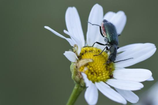 Zweifleckiger Zipfelkäfer    Malachius bipustulatus      ( Sachsen-Anhalt Juni 2020 )  