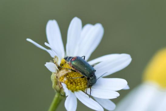 Zweifleckiger Zipfelkäfer    Malachius bipustulatus      ( Sachsen-Anhalt Juni 2020 )  