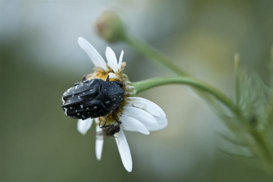 Trauer-Rosenkäfer     Oxythyrea funesta       ( Sachsen-Anhalt Juli 2020 )