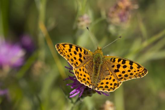 Kleiner Perlmutterfalter       Argynnis  lathonia       ( Brandenburg  August 2021 )