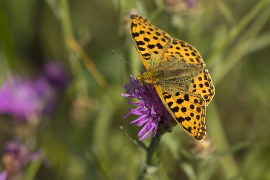 Kleiner Perlmutterfalter       Argynnis  lathonia       ( Brandenburg  August 2021 )