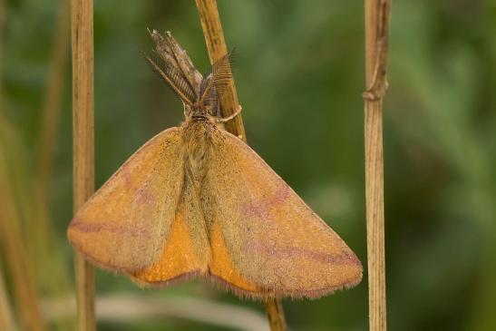 Knöterich - Purpurspanner       Lythria purpuraria        ( Sachsen-Anhalt Juli 2023 )