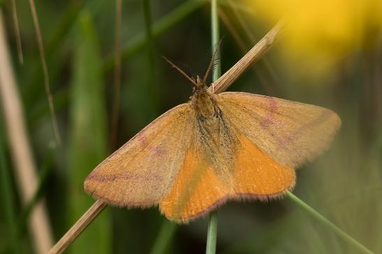 Knöterich - Purpurspanner       Lythria purpuraria        ( Sachsen-Anhalt Juli 2023 )