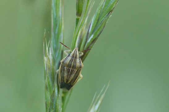 Getreidewanze / Spitzling      Aelia acuminata        ( Sachsen-Anhalt Mai 2026 )     