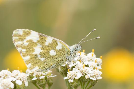 Resedafalter     Pontia edusa     oder     Pontia  daplidice      ( Sachsen-Anhalt Juli 2023 )  