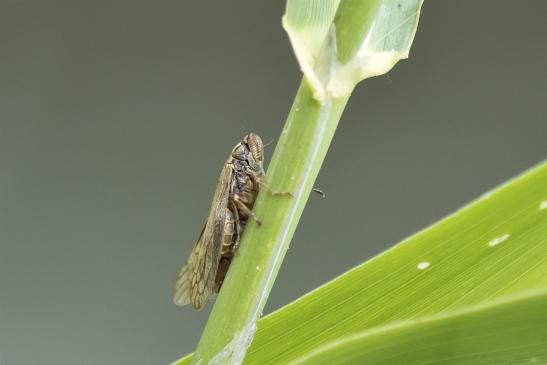 Braune Weiden - Schaumzikade      Aphrophora salicina       ( Sachsen - Anhalt Juli 2020 )     