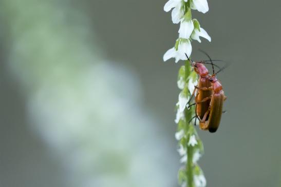 Roter Weichkäfer     Rhagonycha fulva      ( Sachsen-Anhalt Juli 2020 )