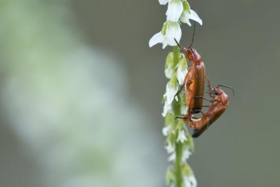 Roter Weichkäfer     Rhagonycha fulva      ( Sachsen-Anhalt Juli 2020 )